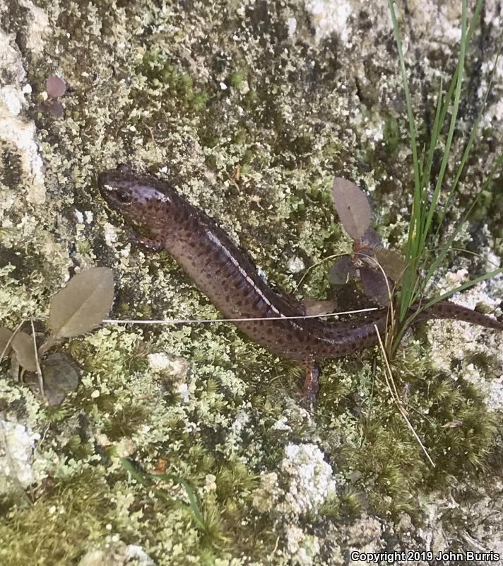 Northern Red Salamander (Pseudotriton ruber ruber)