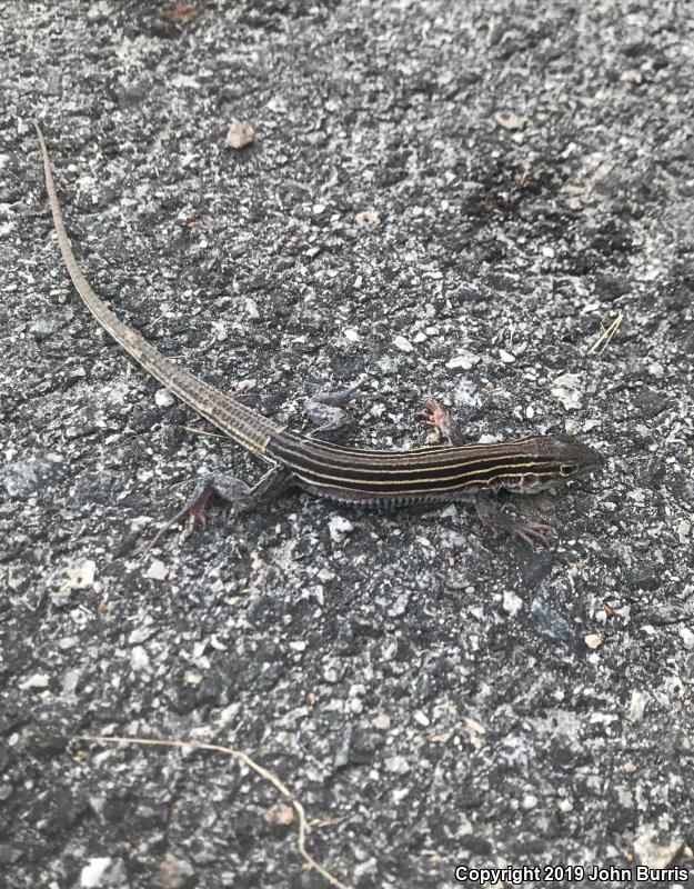 Six-lined Racerunner (Aspidoscelis sexlineata sexlineata)