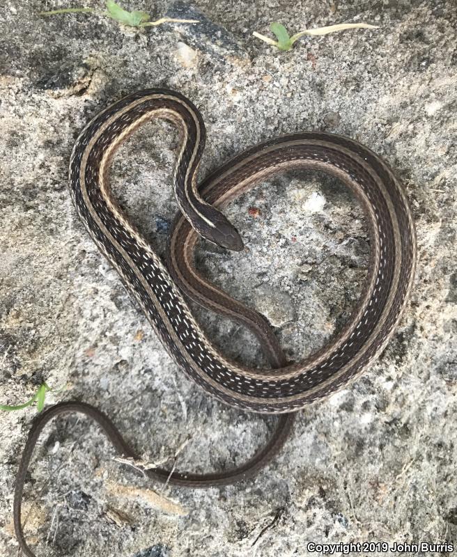 Eastern Ribbonsnake (Thamnophis sauritus)