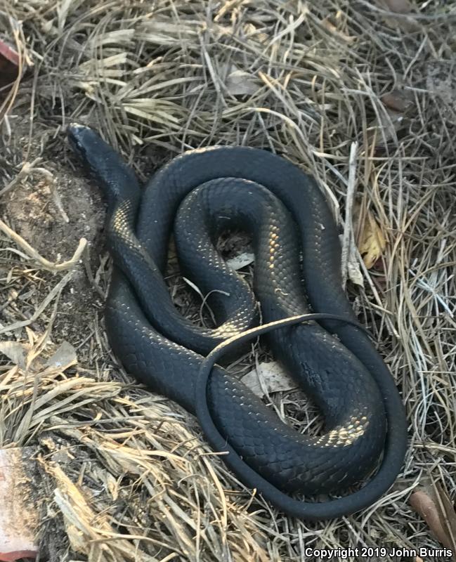 Southern Black Racer (Coluber constrictor priapus)