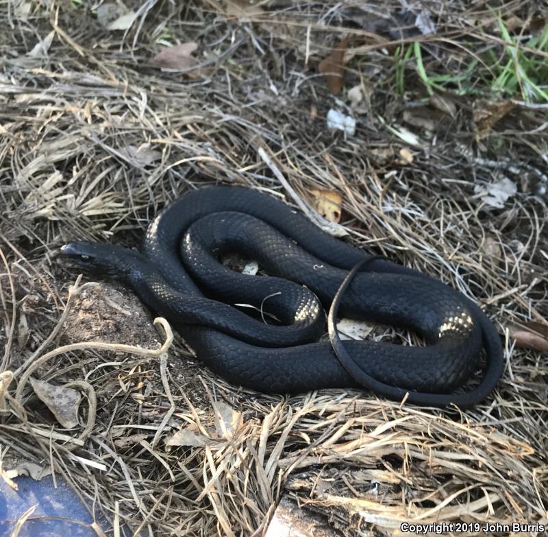 Southern Black Racer (Coluber constrictor priapus)