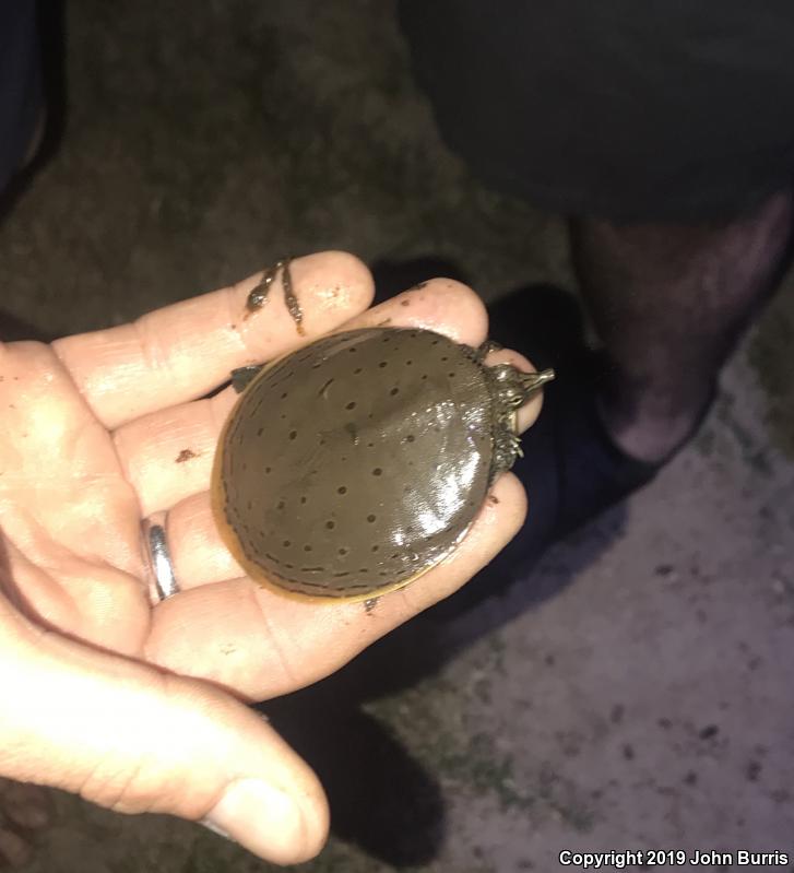 Gulf Coast Spiny Softshell (Apalone spinifera aspera)