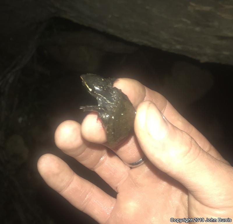 Eastern Musk Turtle (Sternotherus odoratus)