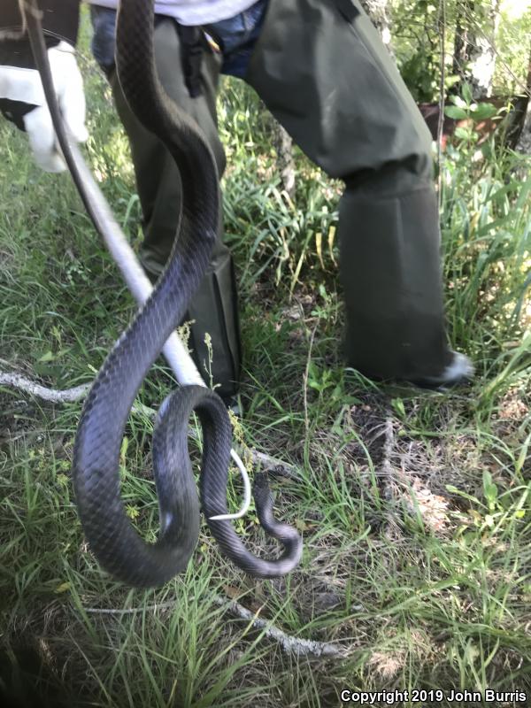 Southern Black Racer (Coluber constrictor priapus)