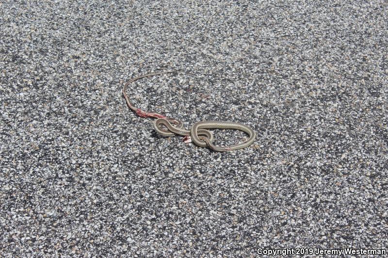 Desert Striped Whipsnake (Coluber taeniatus taeniatus)