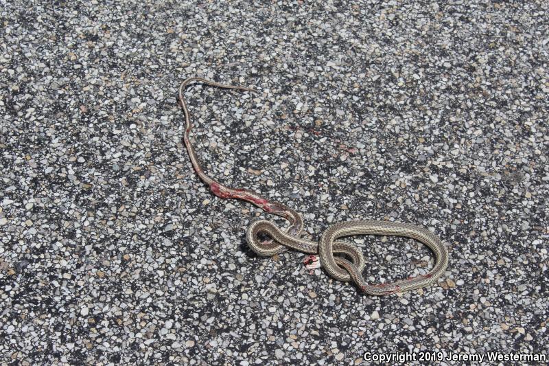 Desert Striped Whipsnake (Coluber taeniatus taeniatus)