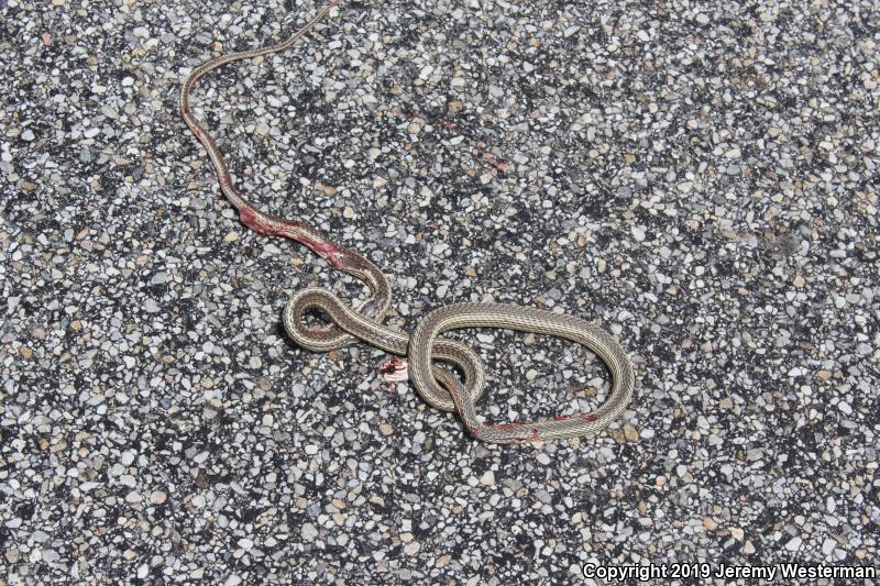 Desert Striped Whipsnake (Coluber taeniatus taeniatus)