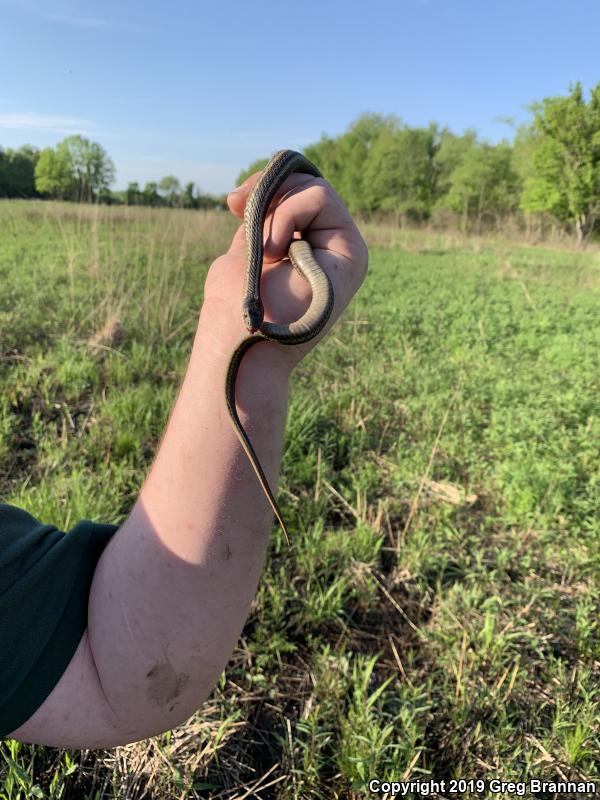 Butler's Gartersnake (Thamnophis butleri)