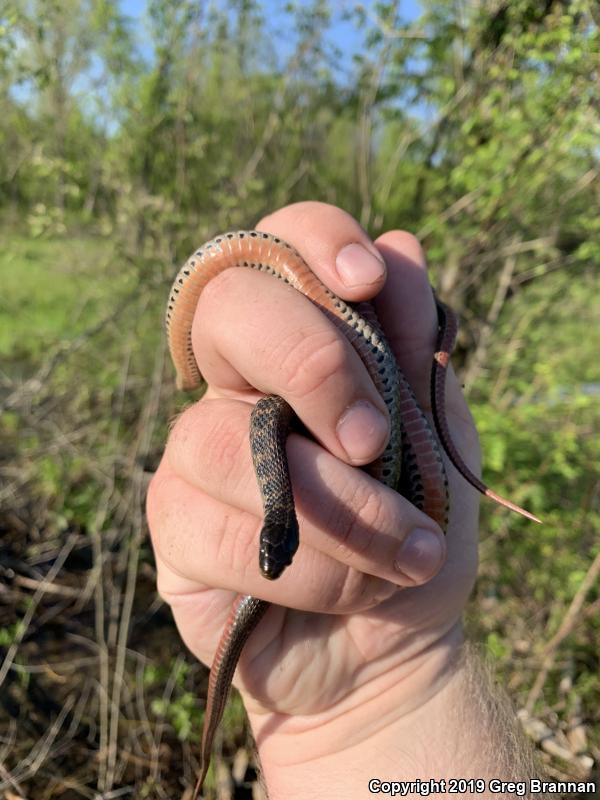 Kirtland's Snake (Clonophis kirtlandii)