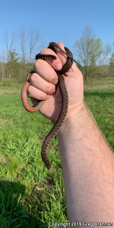 Kirtland's Snake (Clonophis kirtlandii)