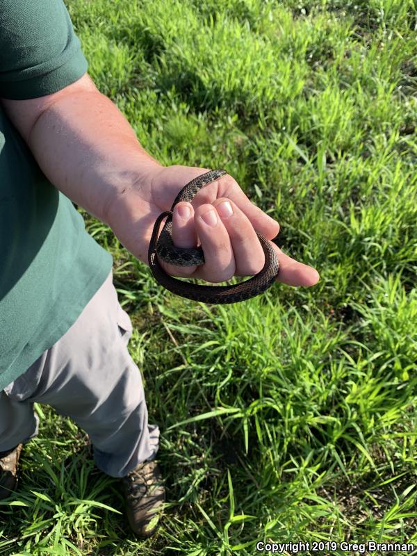 Kirtland's Snake (Clonophis kirtlandii)