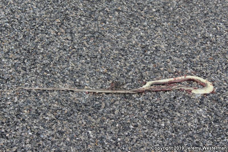 Desert Striped Whipsnake (Coluber taeniatus taeniatus)