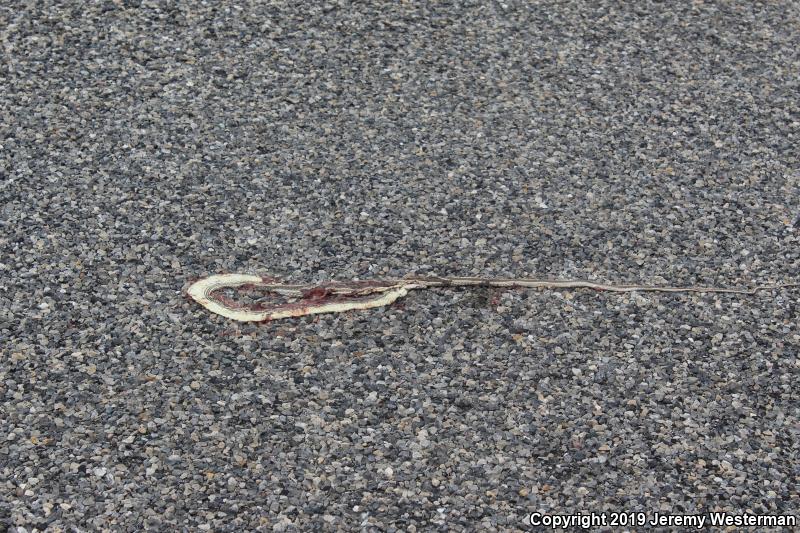 Desert Striped Whipsnake (Coluber taeniatus taeniatus)