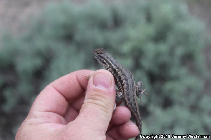 Northern Side-blotched Lizard (Uta stansburiana stansburiana)