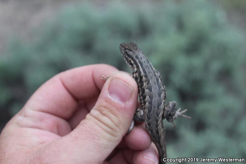 Northern Side-blotched Lizard (Uta stansburiana stansburiana)