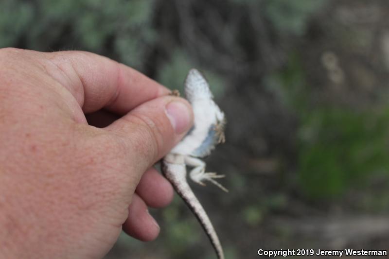 Northern Side-blotched Lizard (Uta stansburiana stansburiana)