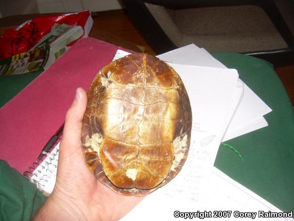 Painted Turtle (Chrysemys picta)