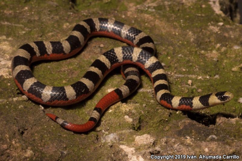 Mexican Groundsnake (Sonora mutabilis)