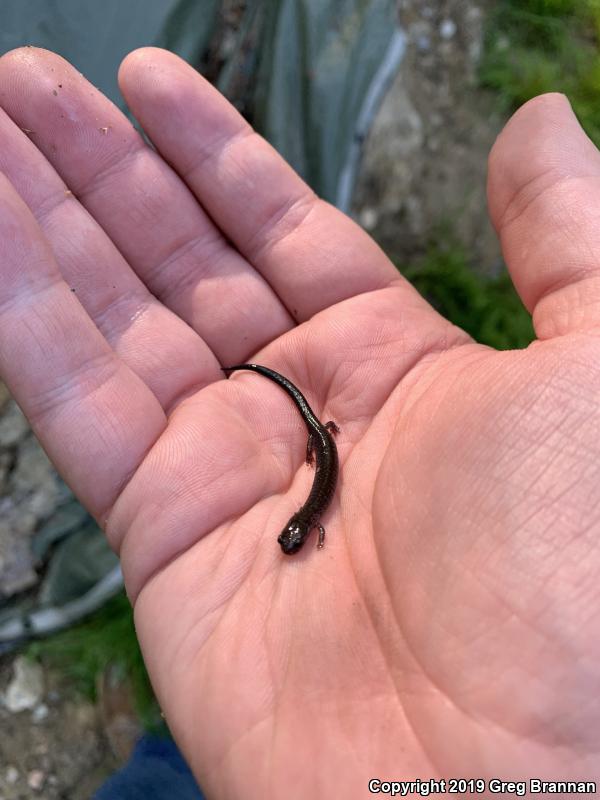 Northern Ravine Salamander (Plethodon electromorphus)