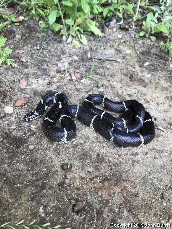 Eastern Kingsnake (Lampropeltis getula getula)