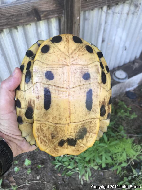 Yellow-bellied Slider (Trachemys scripta scripta)