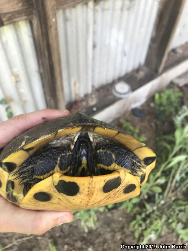 Yellow-bellied Slider (Trachemys scripta scripta)