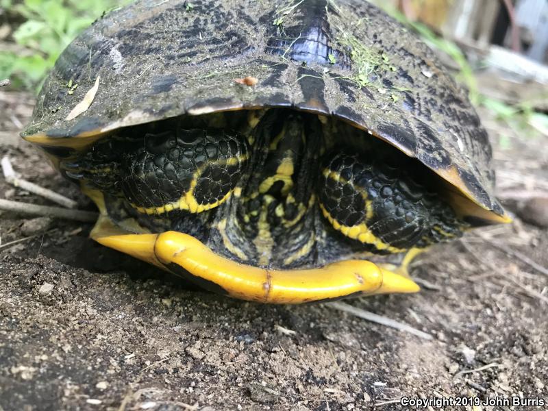 Yellow-bellied Slider (Trachemys scripta scripta)