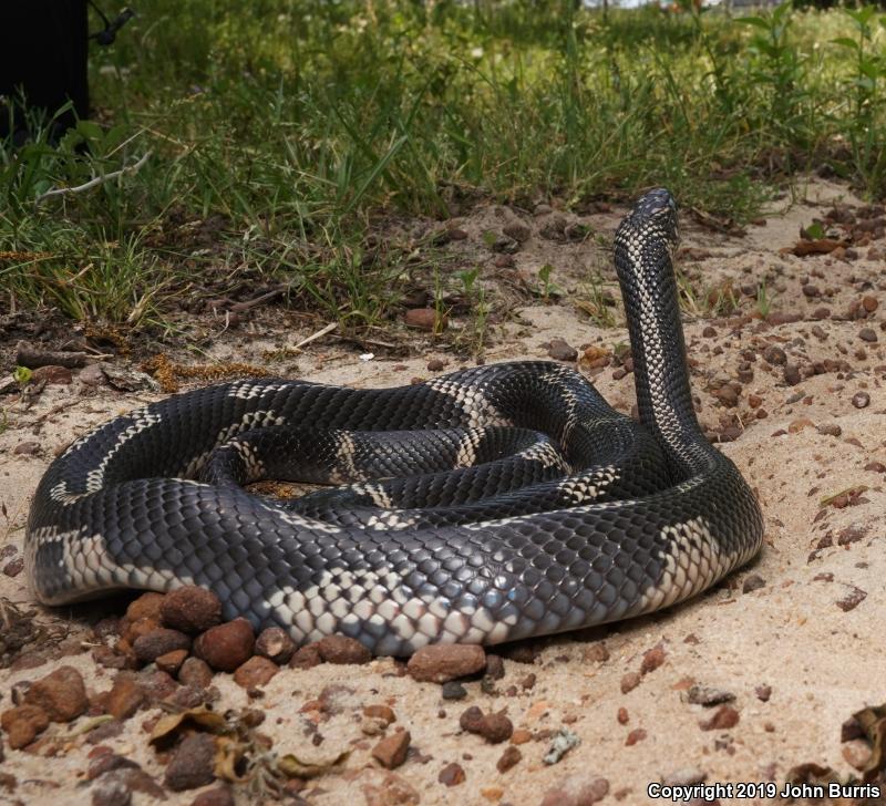 Eastern Kingsnake (Lampropeltis getula getula)