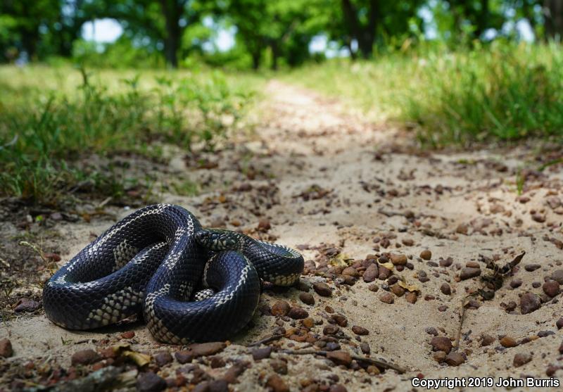 Eastern Kingsnake (Lampropeltis getula getula)