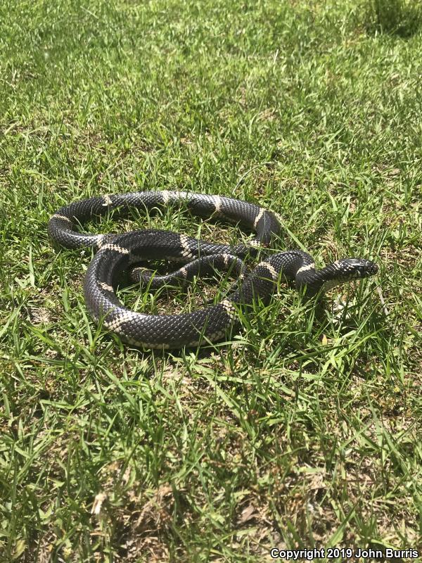 Eastern Kingsnake (Lampropeltis getula getula)