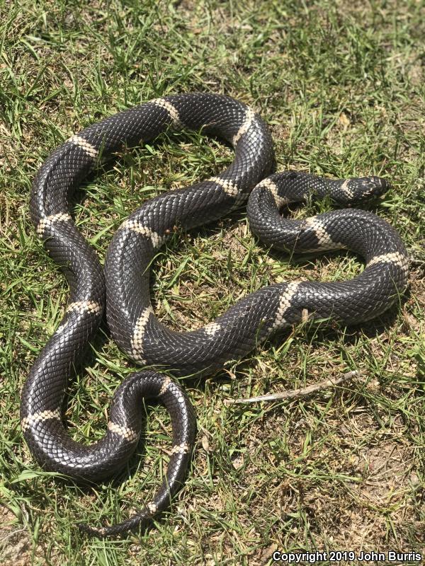 Eastern Kingsnake (Lampropeltis getula getula)