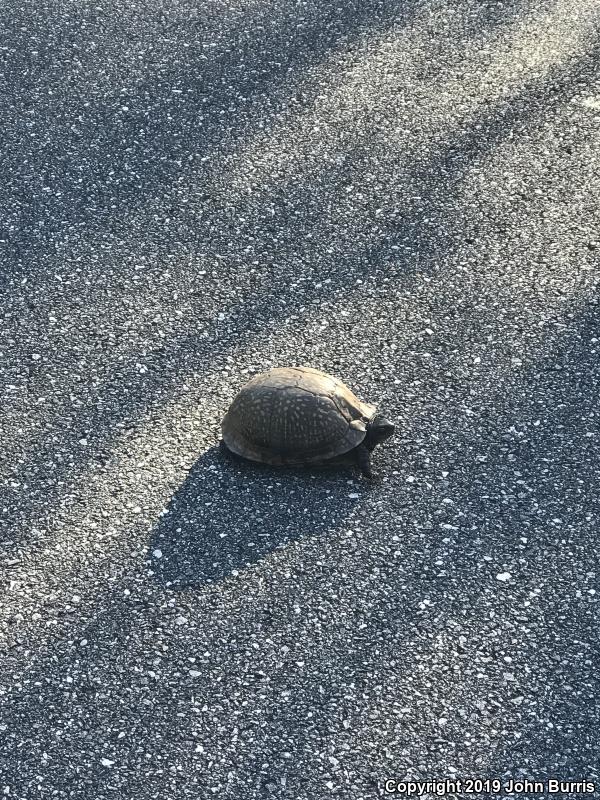 Gulf Coast Box Turtle (Terrapene carolina major)