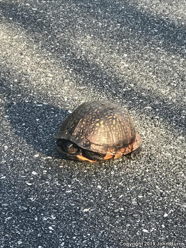 Gulf Coast Box Turtle (Terrapene carolina major)