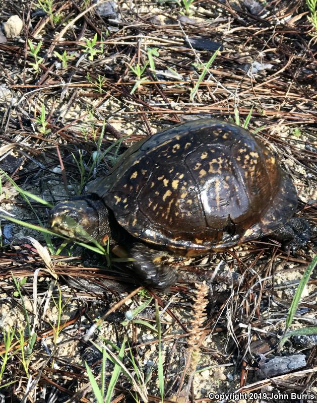 Gulf Coast Box Turtle (Terrapene carolina major)