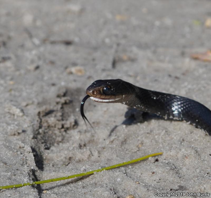 Brown-chinned Racer (Coluber constrictor helvigularis)