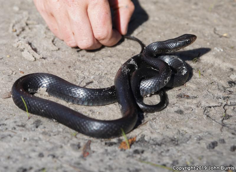 Brown-chinned Racer (Coluber constrictor helvigularis)