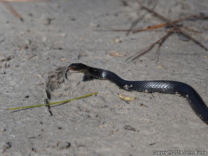 Brown-chinned Racer (Coluber constrictor helvigularis)