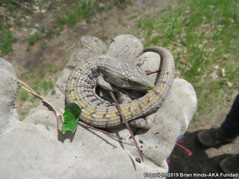 San Diego Alligator Lizard (Elgaria multicarinata webbii)