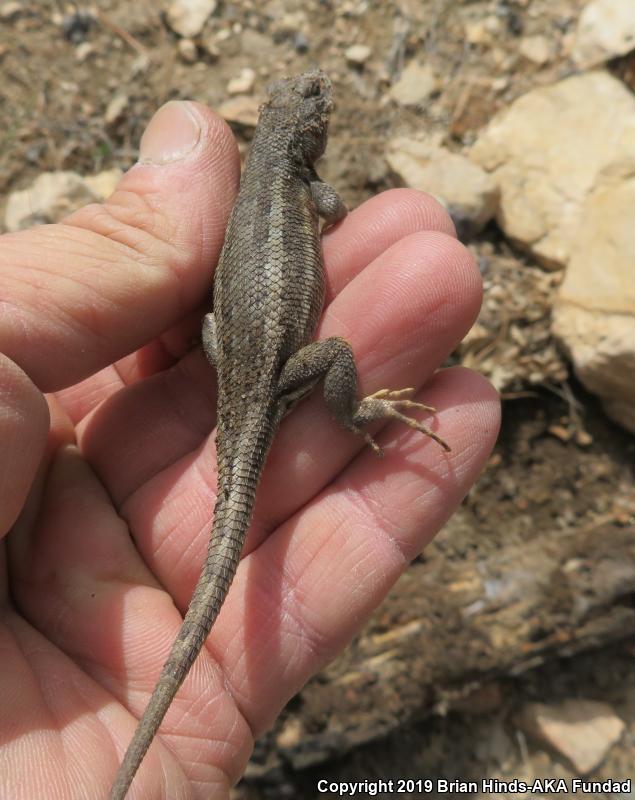 Southern Sagebrush Lizard (Sceloporus graciosus vandenburgianus)