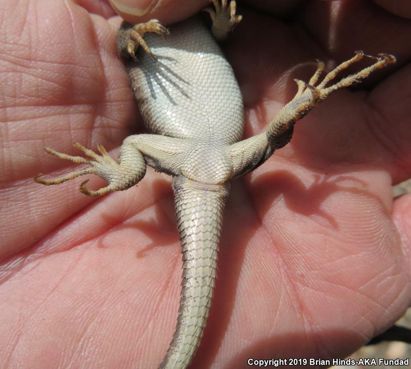 Southern Sagebrush Lizard (Sceloporus graciosus vandenburgianus)