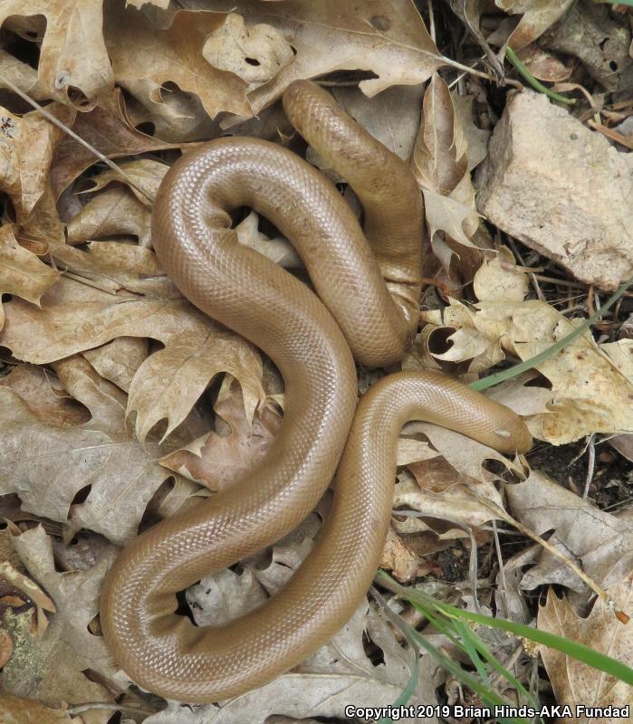 Southern Rubber Boa (Charina umbratica)