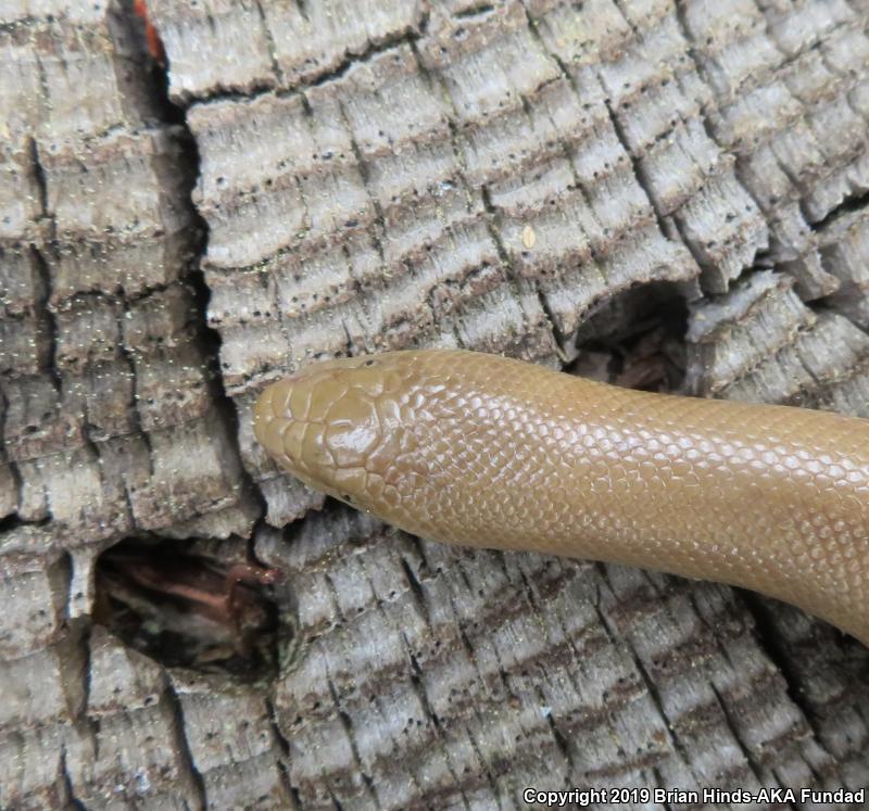 Southern Rubber Boa (Charina umbratica)