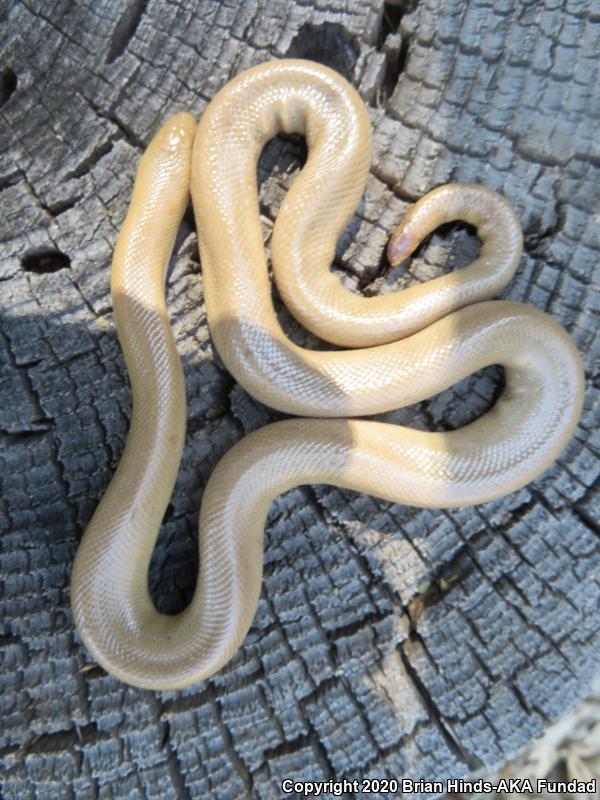 Southern Rubber Boa (Charina umbratica)