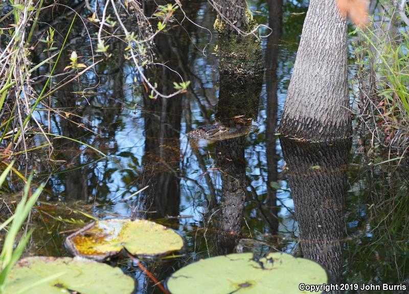 American Alligator (Alligator mississippiensis)