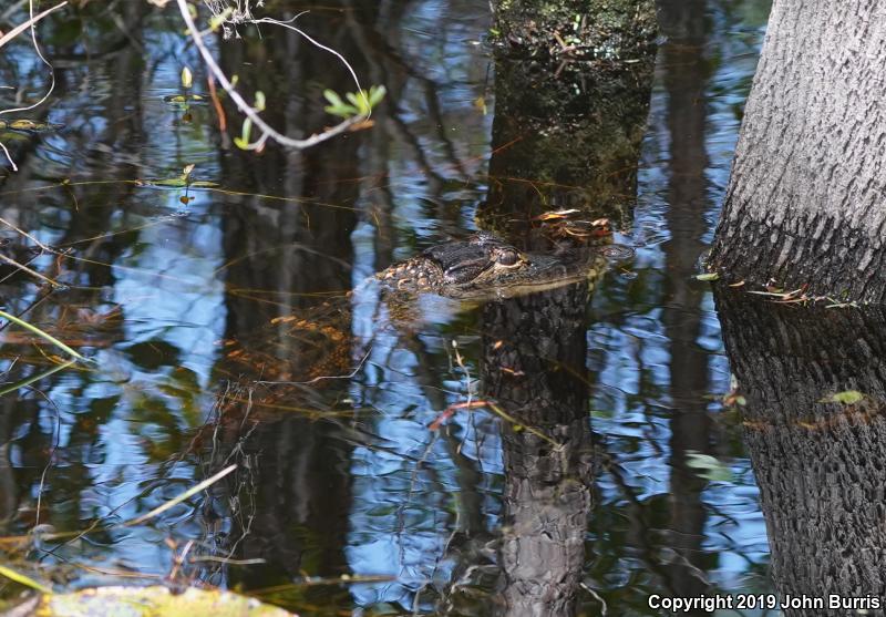 American Alligator (Alligator mississippiensis)