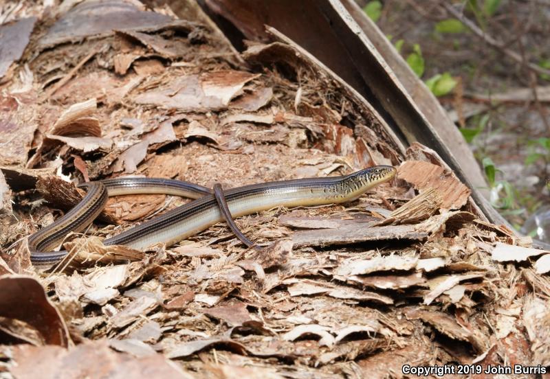 Eastern Glass Lizard (Ophisaurus ventralis)