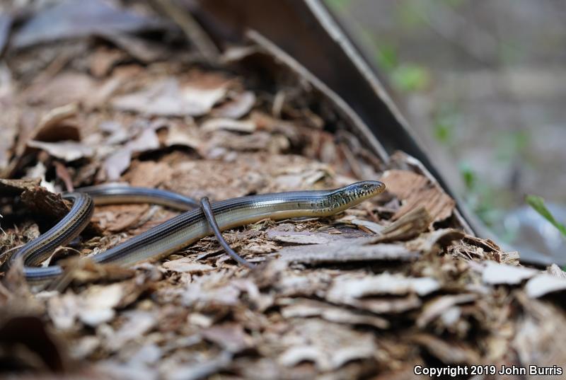 Eastern Glass Lizard (Ophisaurus ventralis)