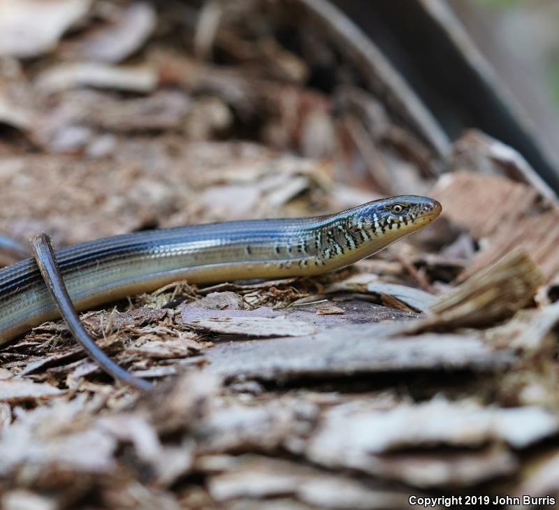 Eastern Glass Lizard (Ophisaurus ventralis)