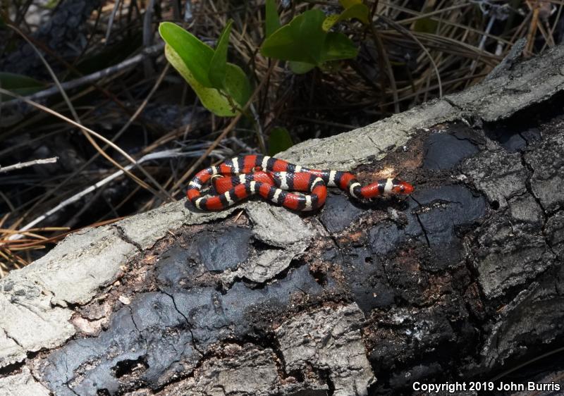 Scarlet Kingsnake (Lampropeltis triangulum elapsoides)