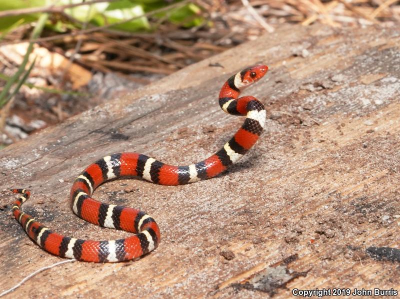 Scarlet Kingsnake (Lampropeltis triangulum elapsoides)